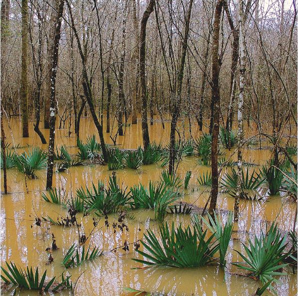 Congaree National Park